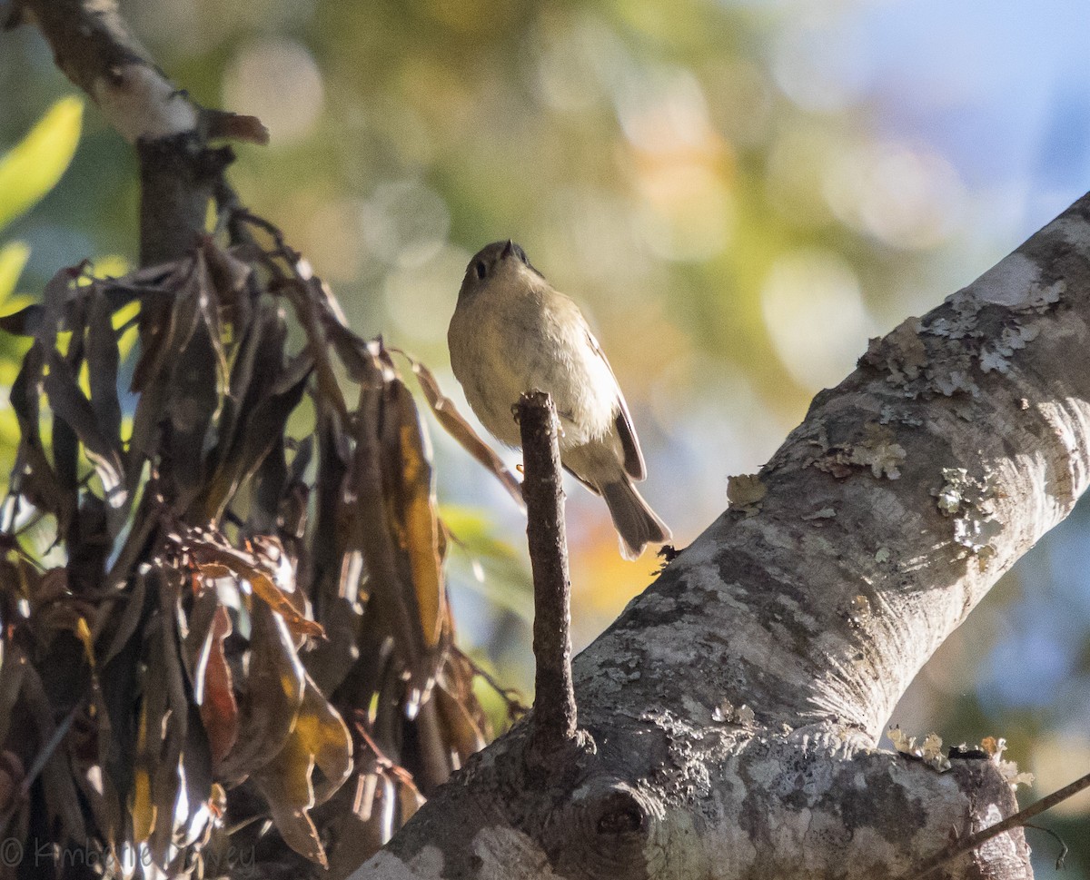 Ruby-crowned Kinglet - ML122852931