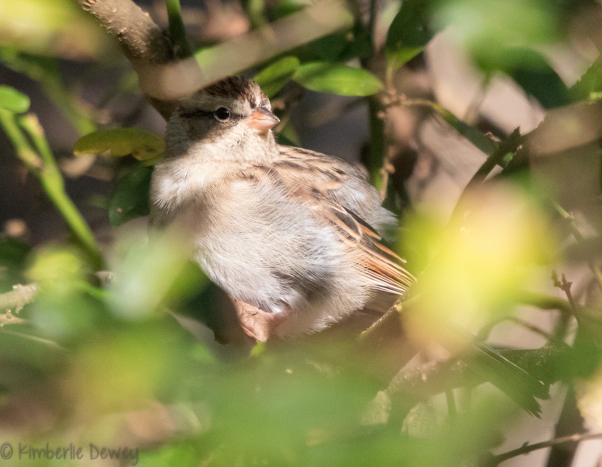 Chipping Sparrow - Kimberlie Dewey