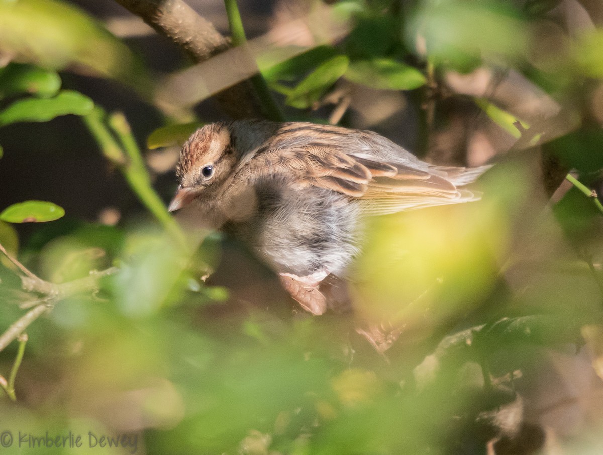 Chipping Sparrow - Kimberlie Dewey