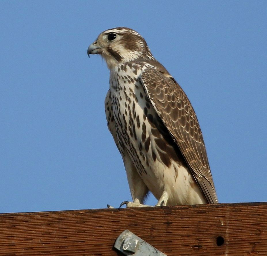 Prairie Falcon - ML122854841