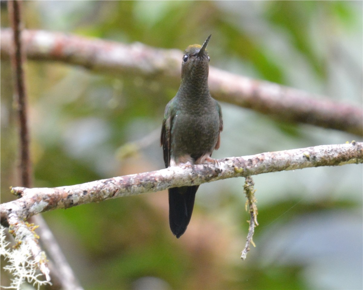 Buff-thighed Puffleg - Tom & Jenny Jackman