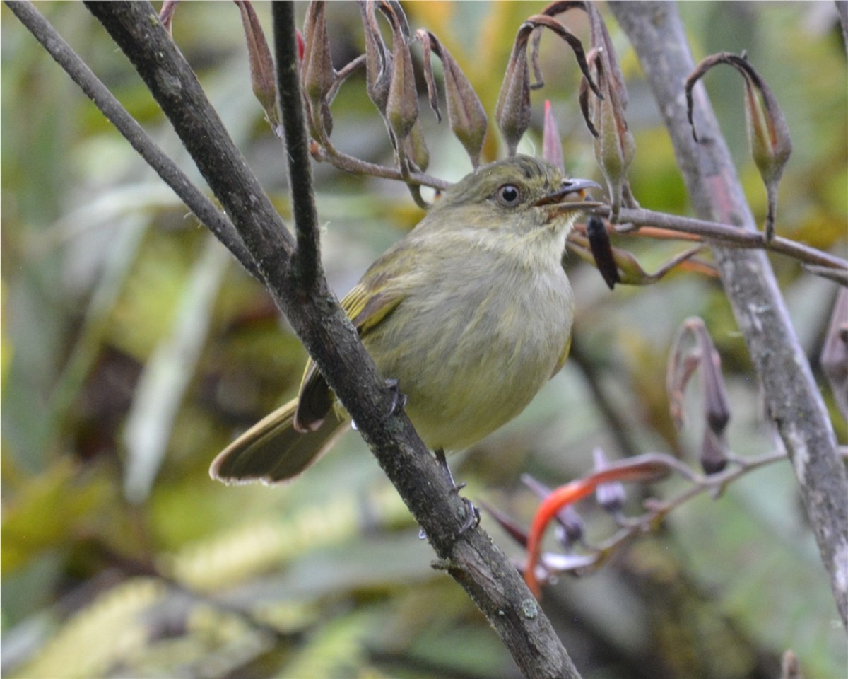 Bolivian Tyrannulet - Tom & Jenny Jackman