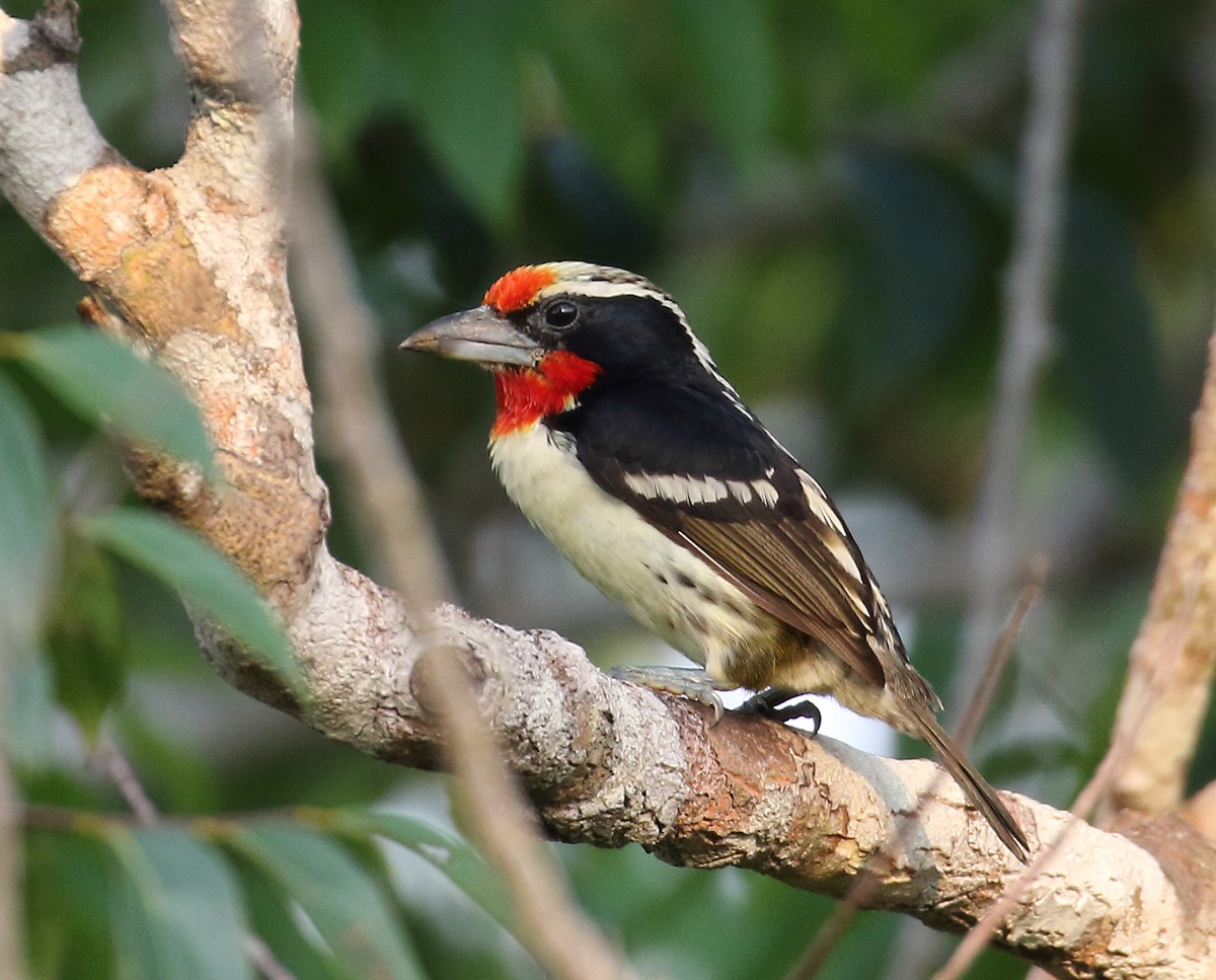Black-spotted Barbet - Myles McNally