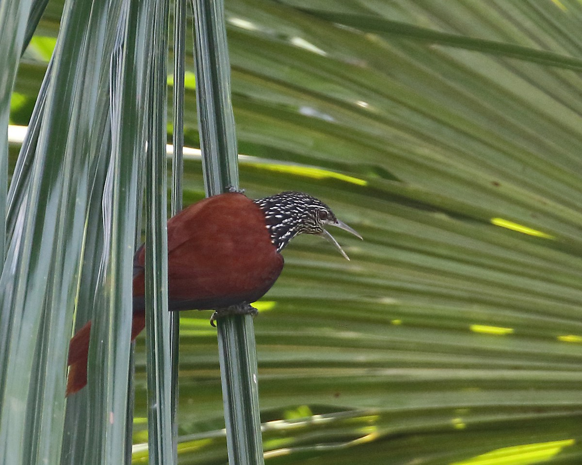 Point-tailed Palmcreeper - Myles McNally