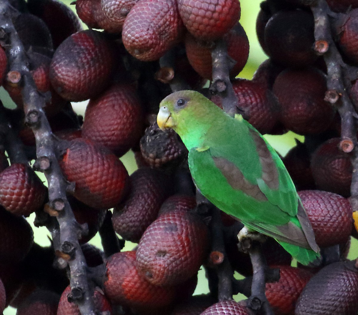 アカムラサキオインコ - ML122857111