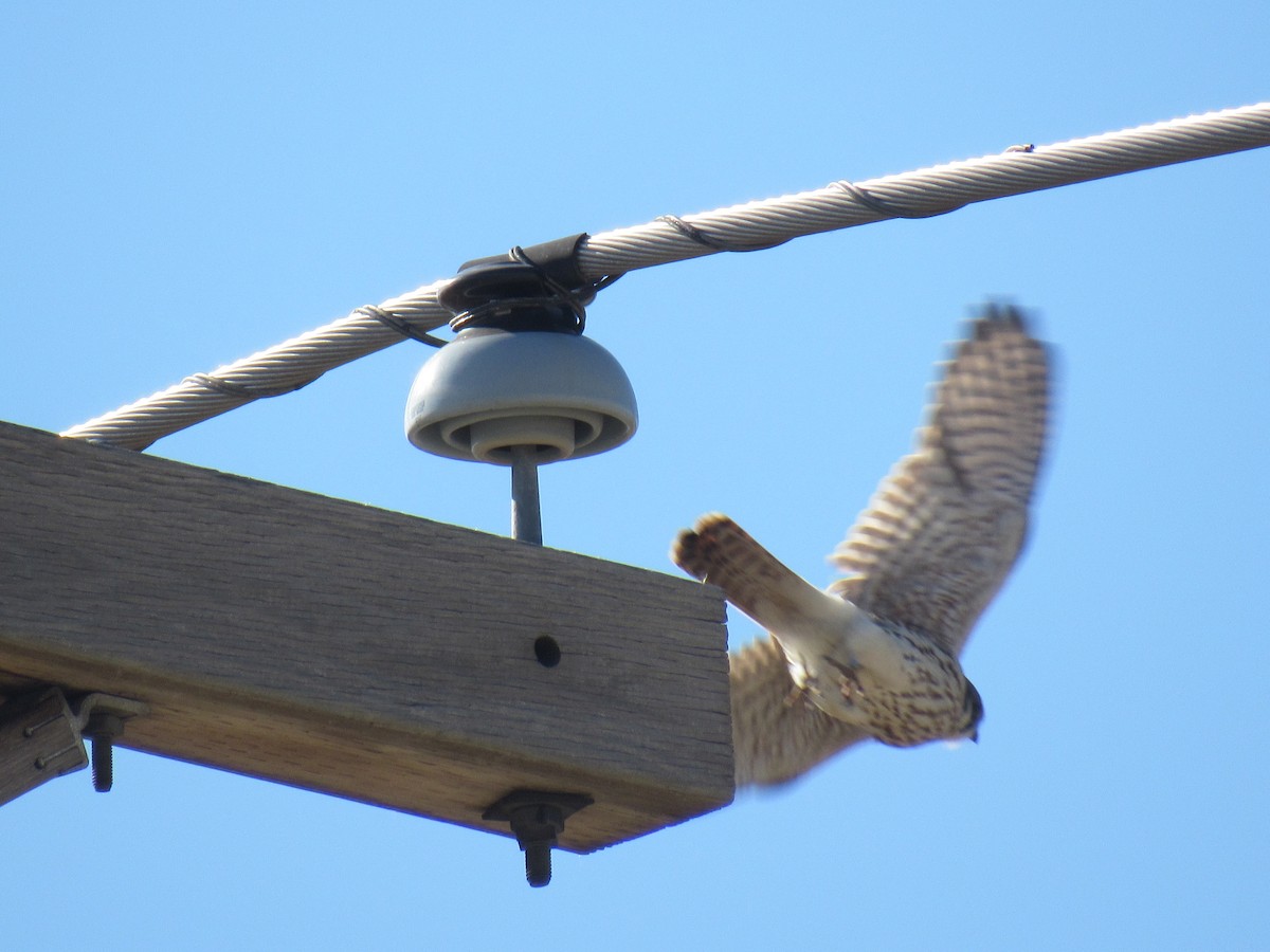 American Kestrel - ML122858131