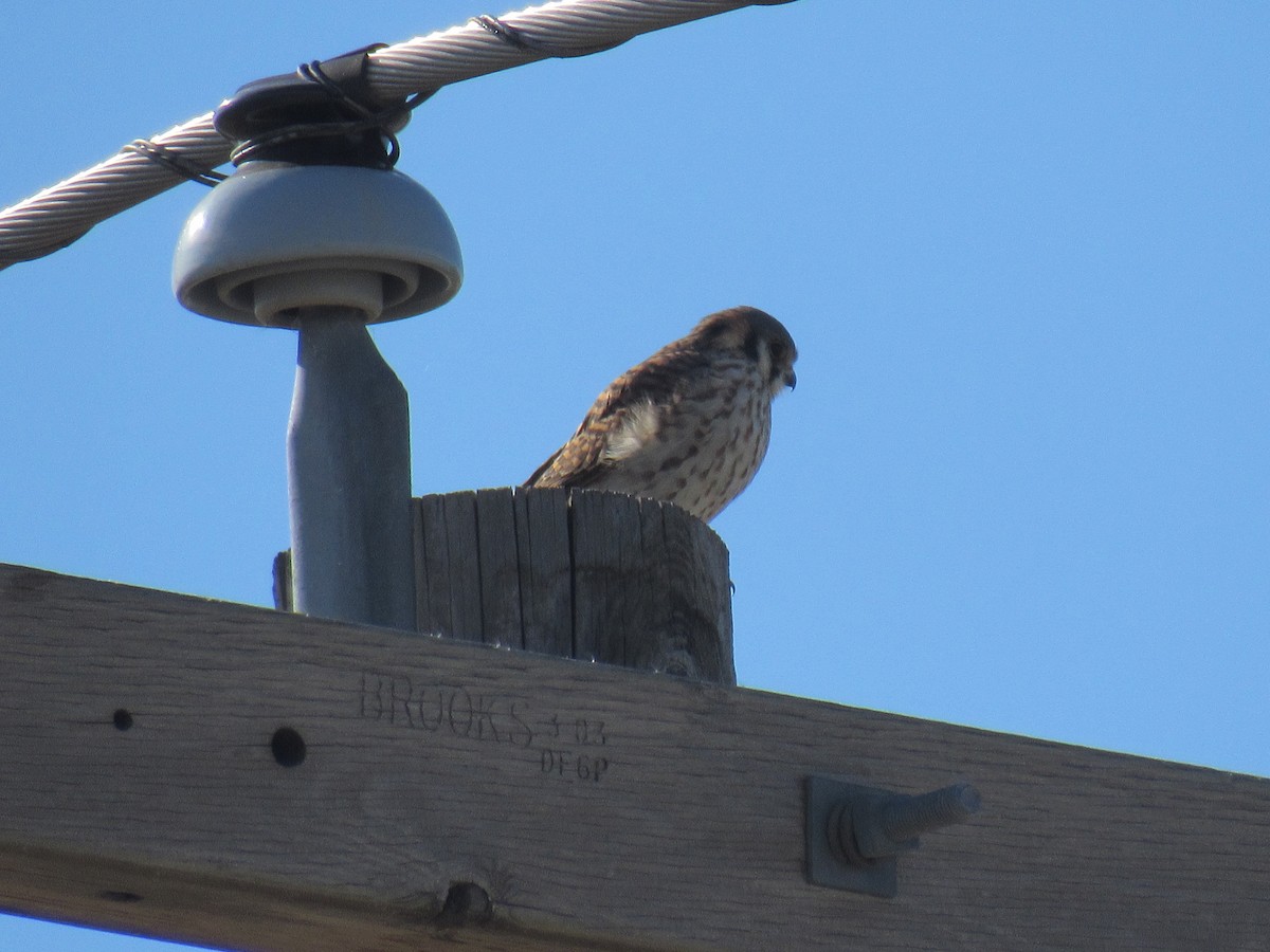 American Kestrel - ML122858141