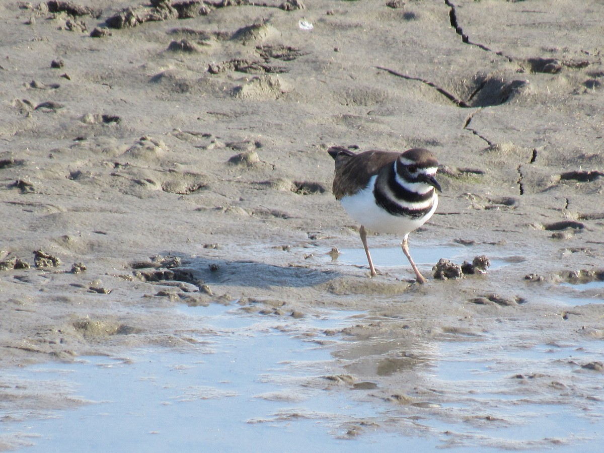 Killdeer - ML122858371