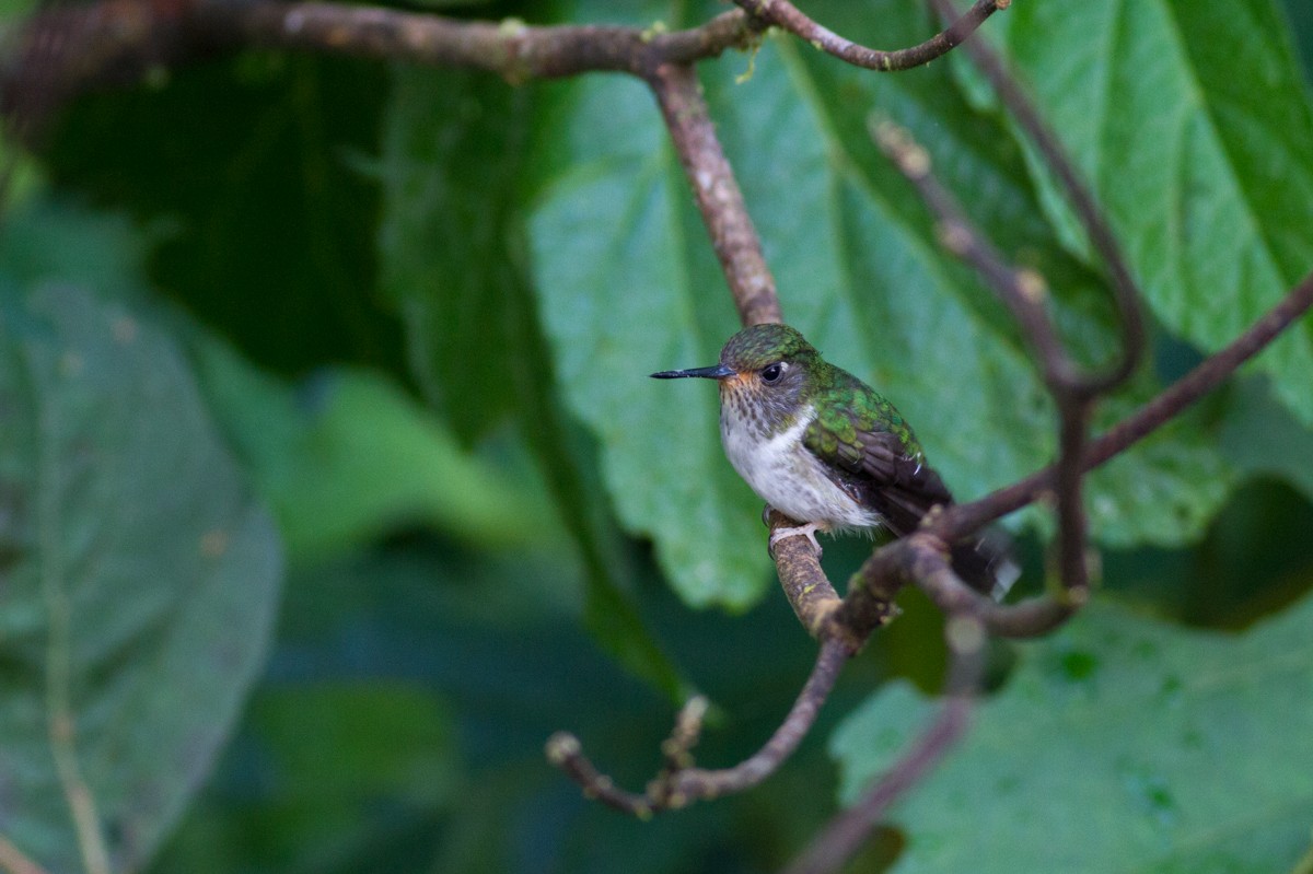 kolibřík ekvádorský - ML122858411