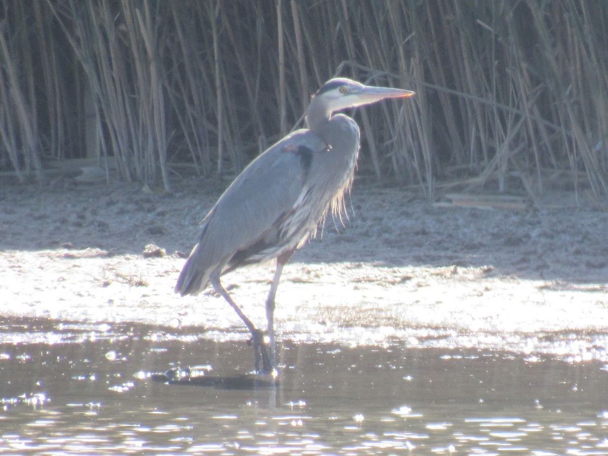 Great Blue Heron - Kyle Clements