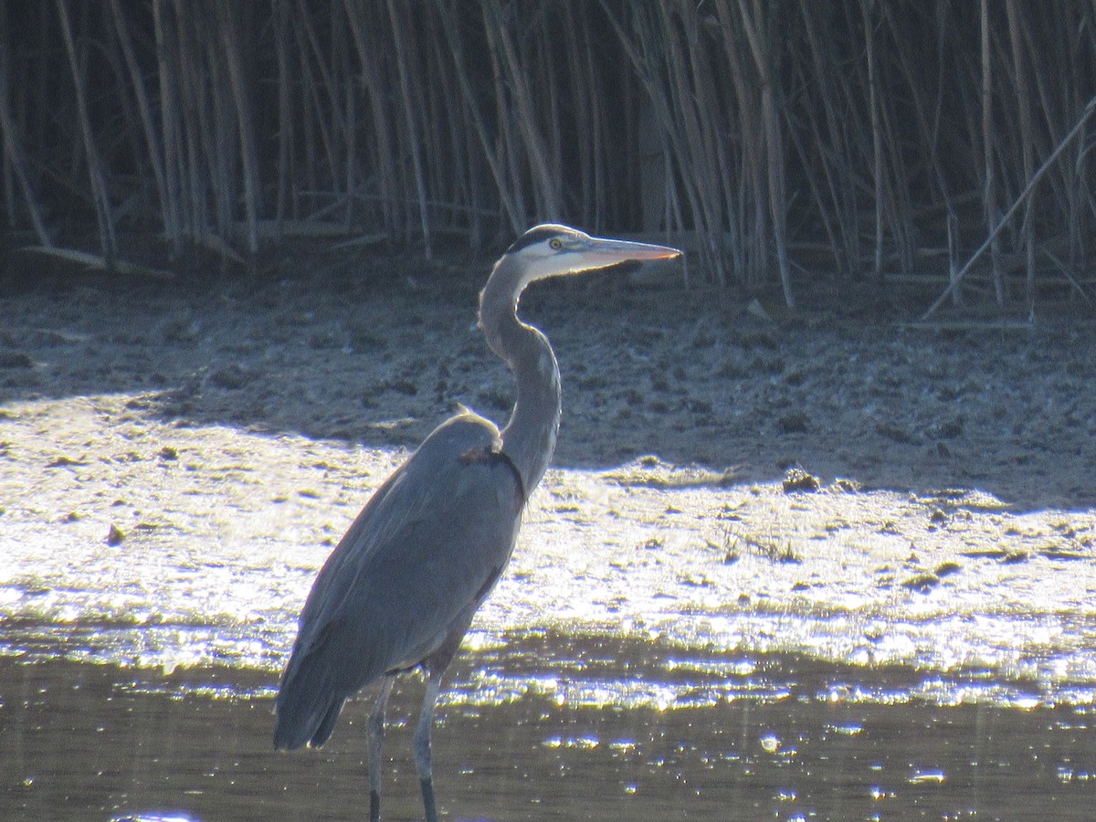 Great Blue Heron - Kyle Clements