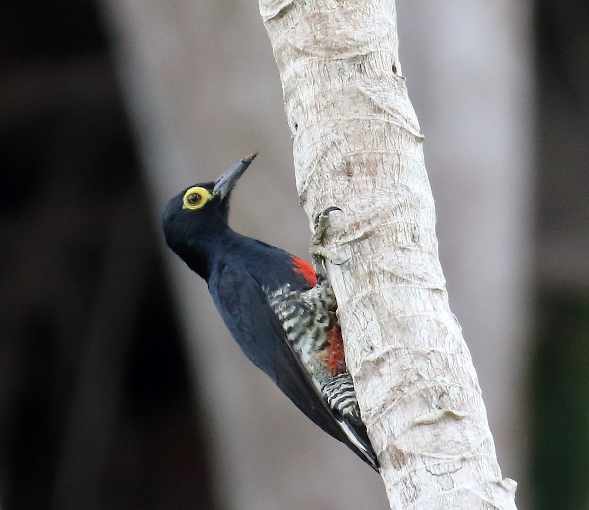 Yellow-tufted Woodpecker - Myles McNally