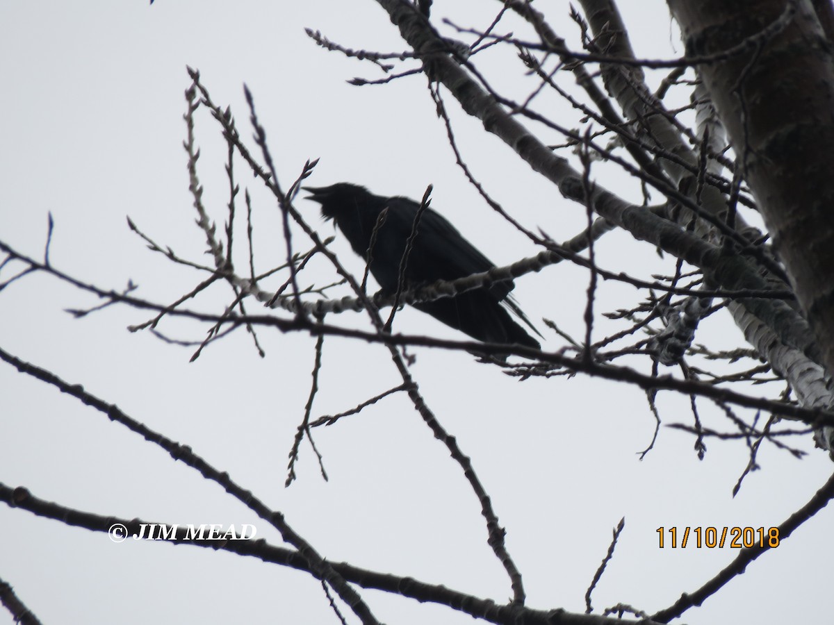 Fish Crow - ML122859981