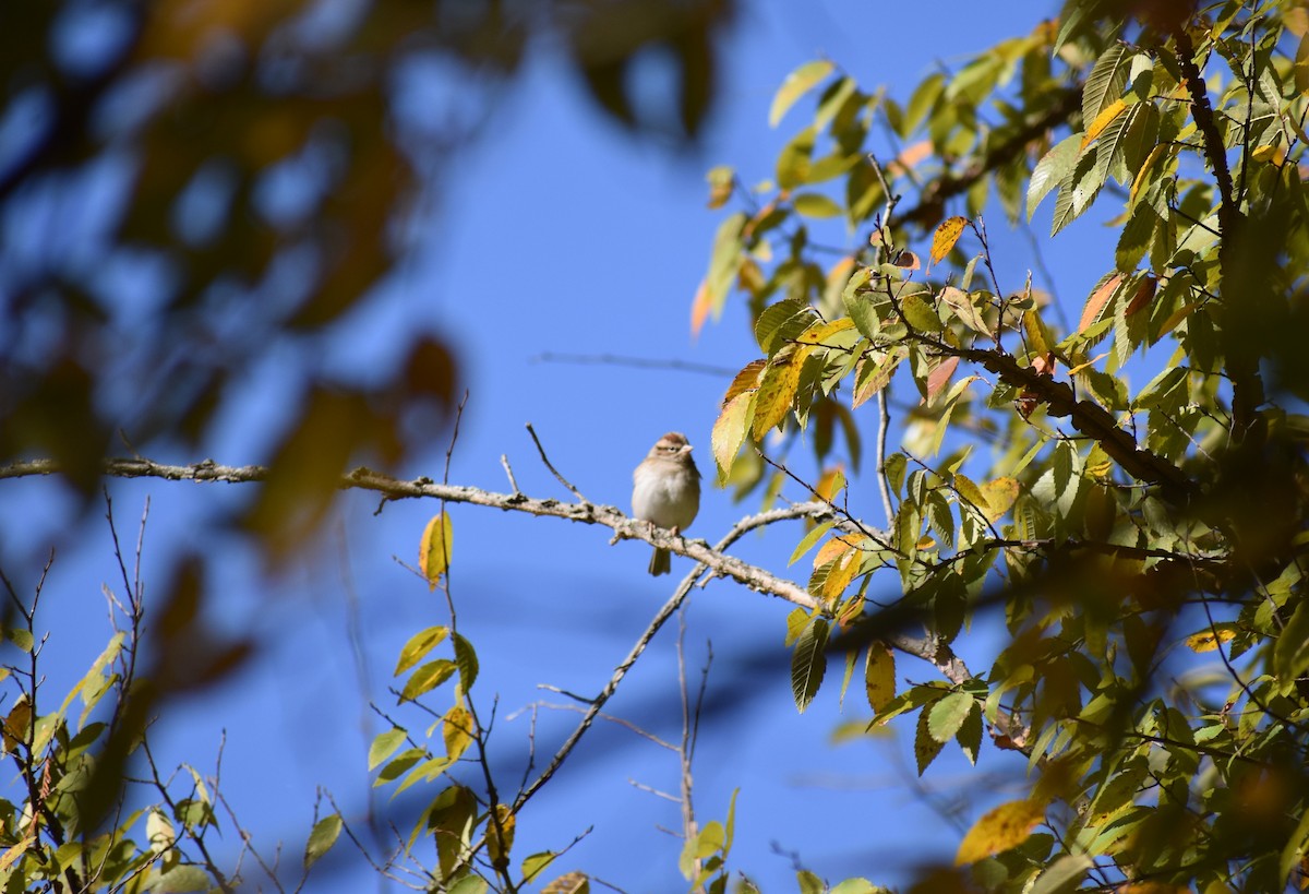 Chipping Sparrow - Gabe Hargrove