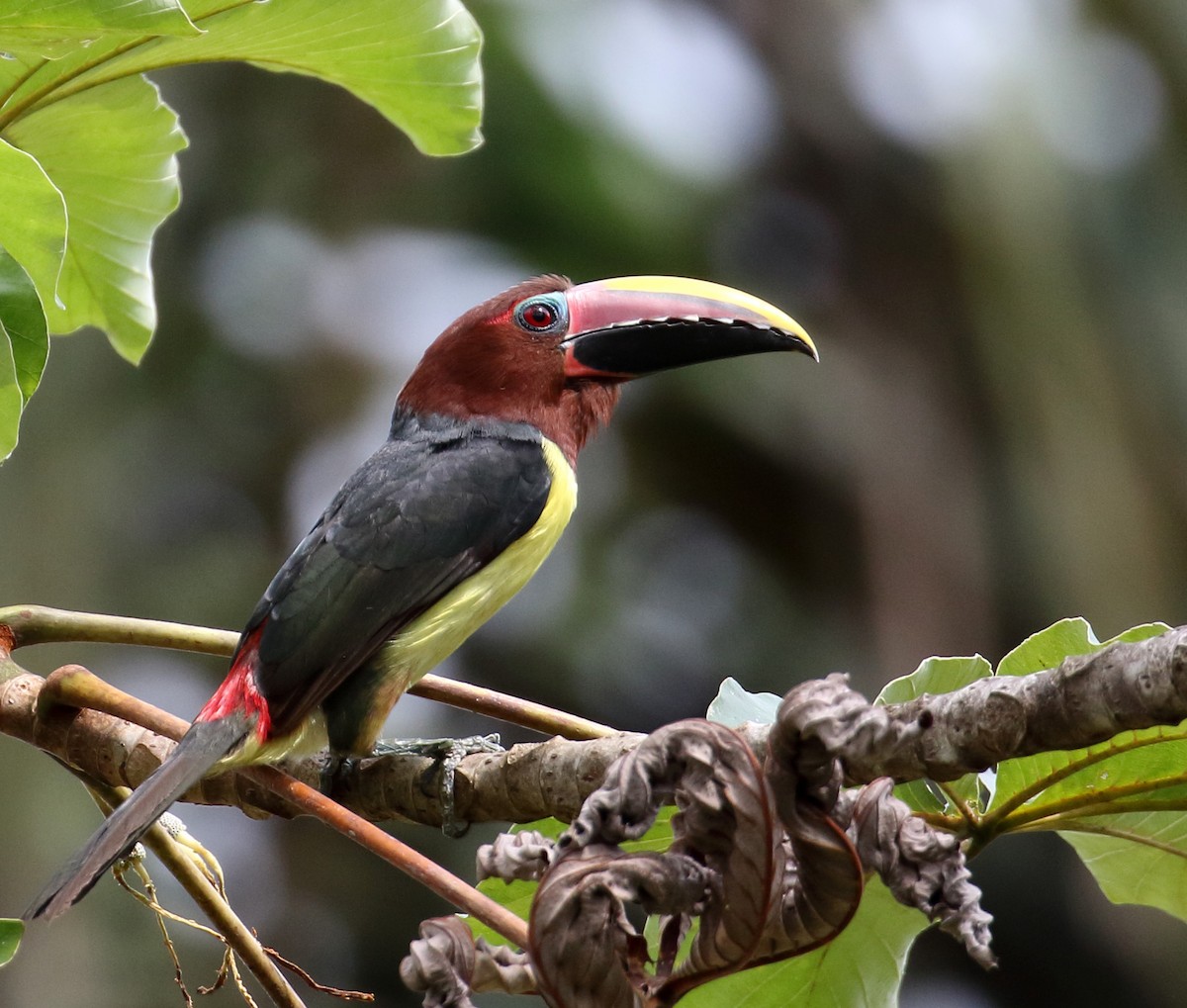 Green Aracari - Myles McNally