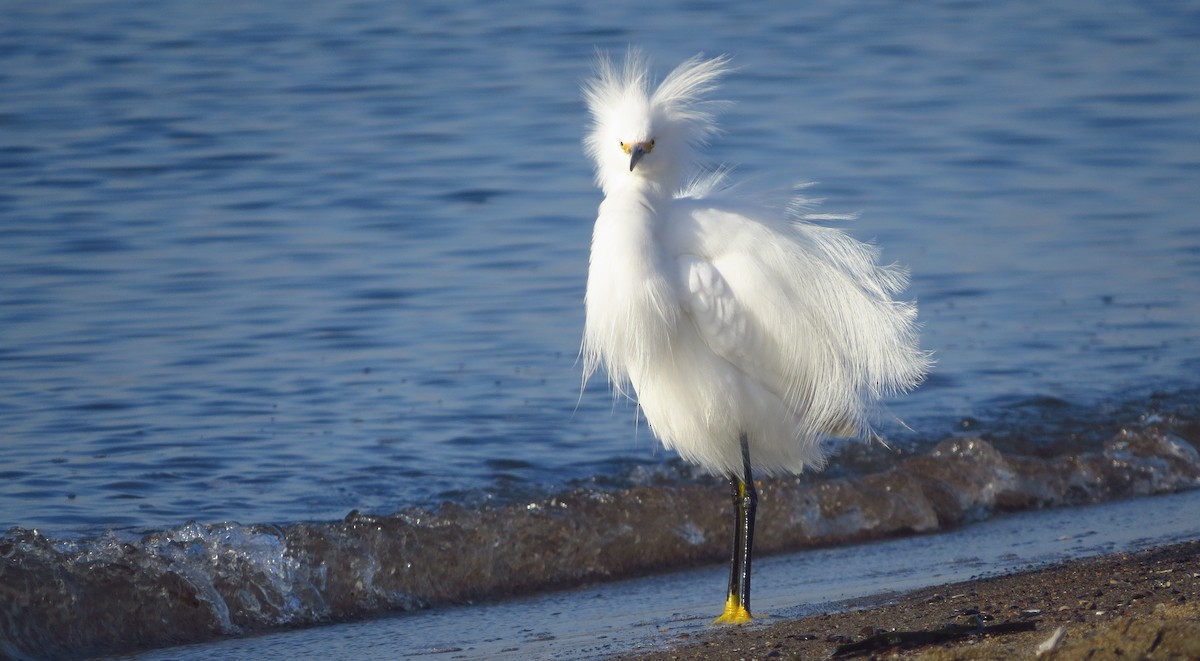 Snowy Egret - Ben Frueh