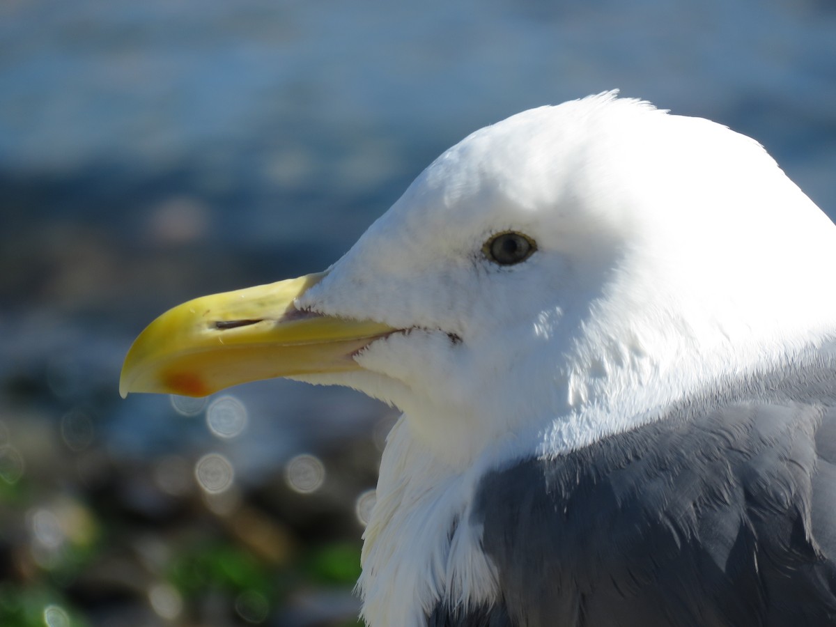 Western Gull - Kai Frueh