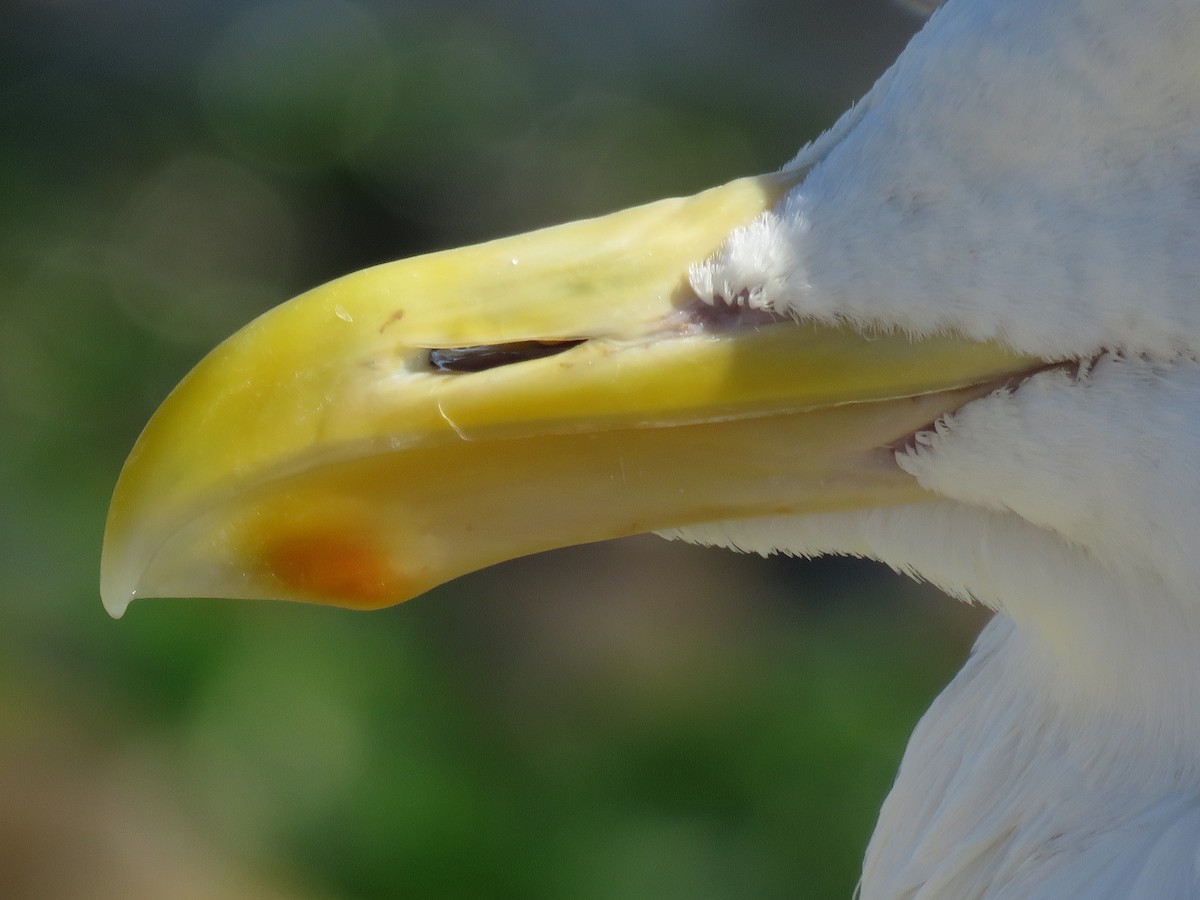 Western Gull - Kai Frueh