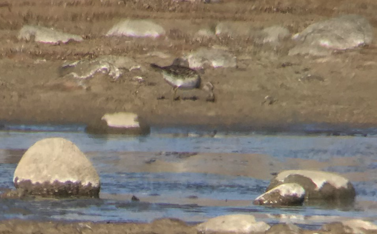 Pectoral Sandpiper - ML122861591