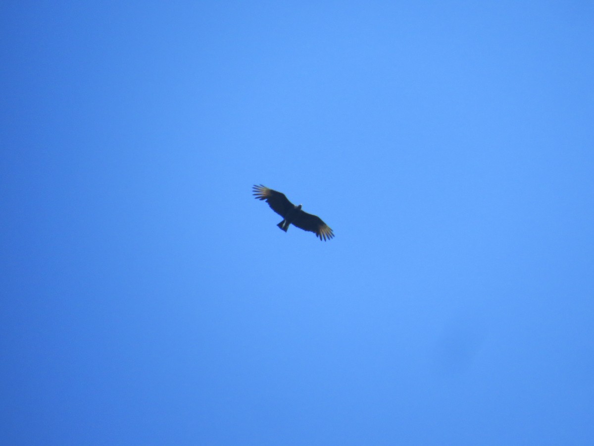 Black Vulture - ML122862221