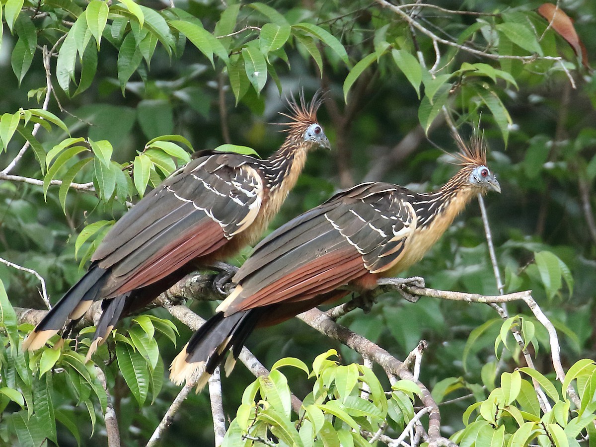 Hoatzin - ML122862871