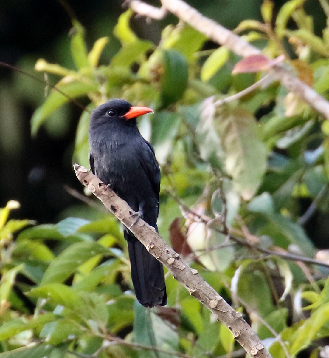 Black-fronted Nunbird - Myles McNally