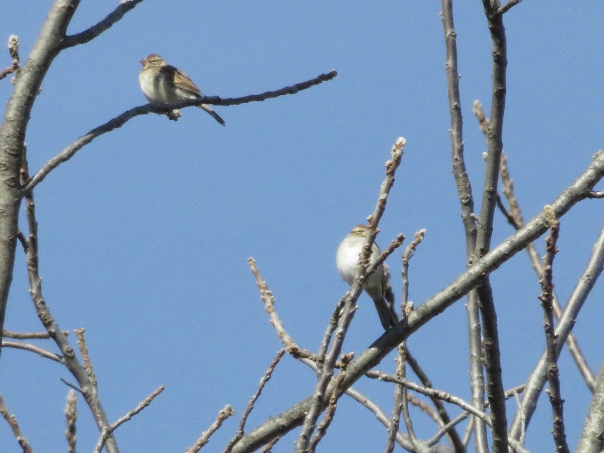 Chipping Sparrow - ML122863391
