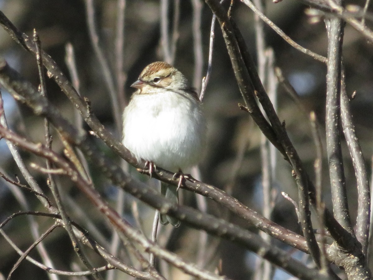 Chipping Sparrow - ML122863401