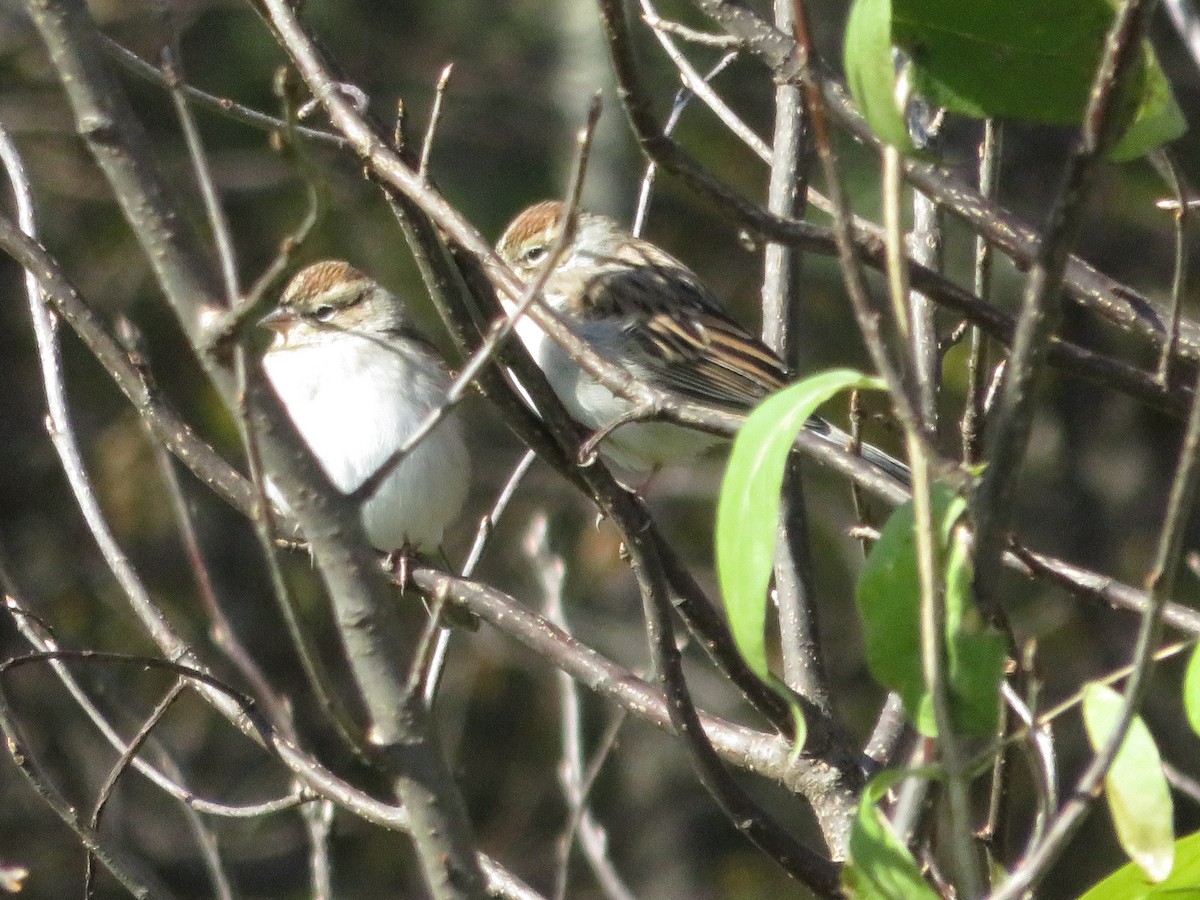Chipping Sparrow - ML122863461