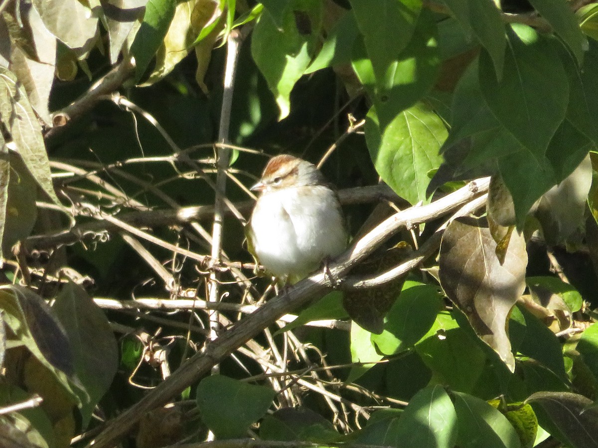 Chipping Sparrow - ML122863571