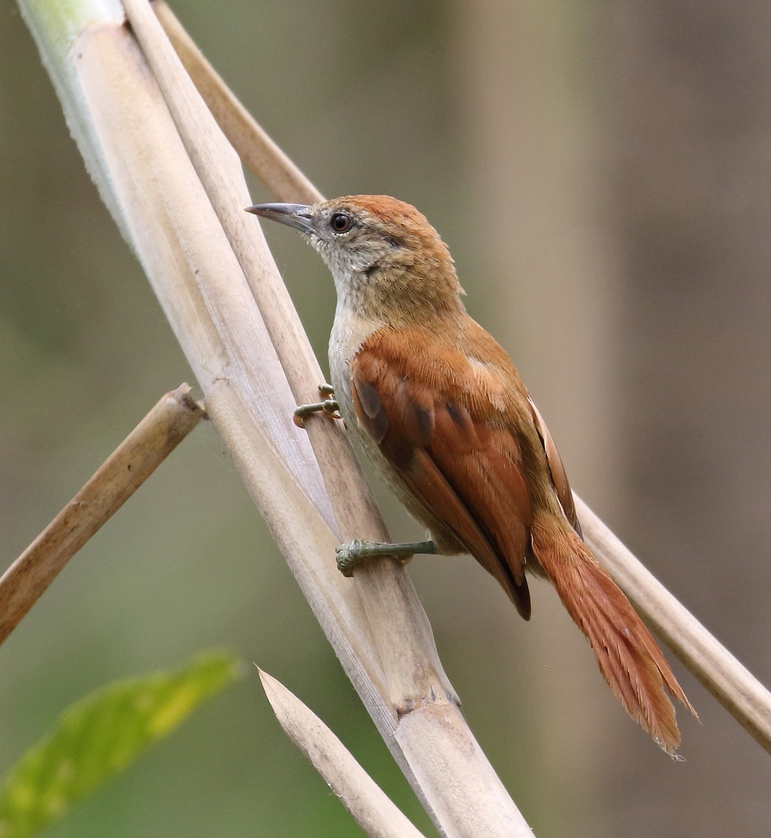 Parker's Spinetail - Myles McNally