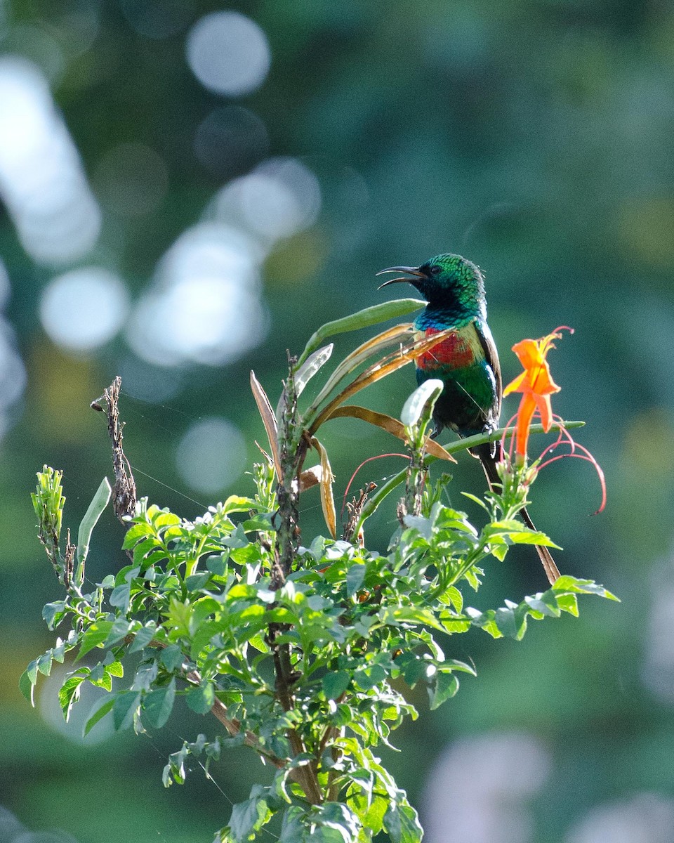 Beautiful Sunbird - ML122867691