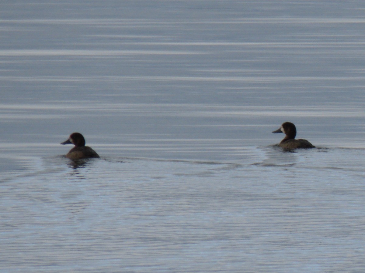 Greater Scaup - ML122867911