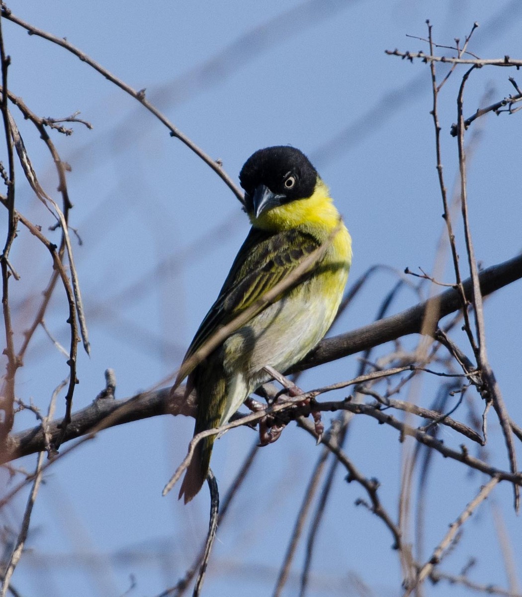 Baglafecht Weaver (Baglafecht) - ML122868291