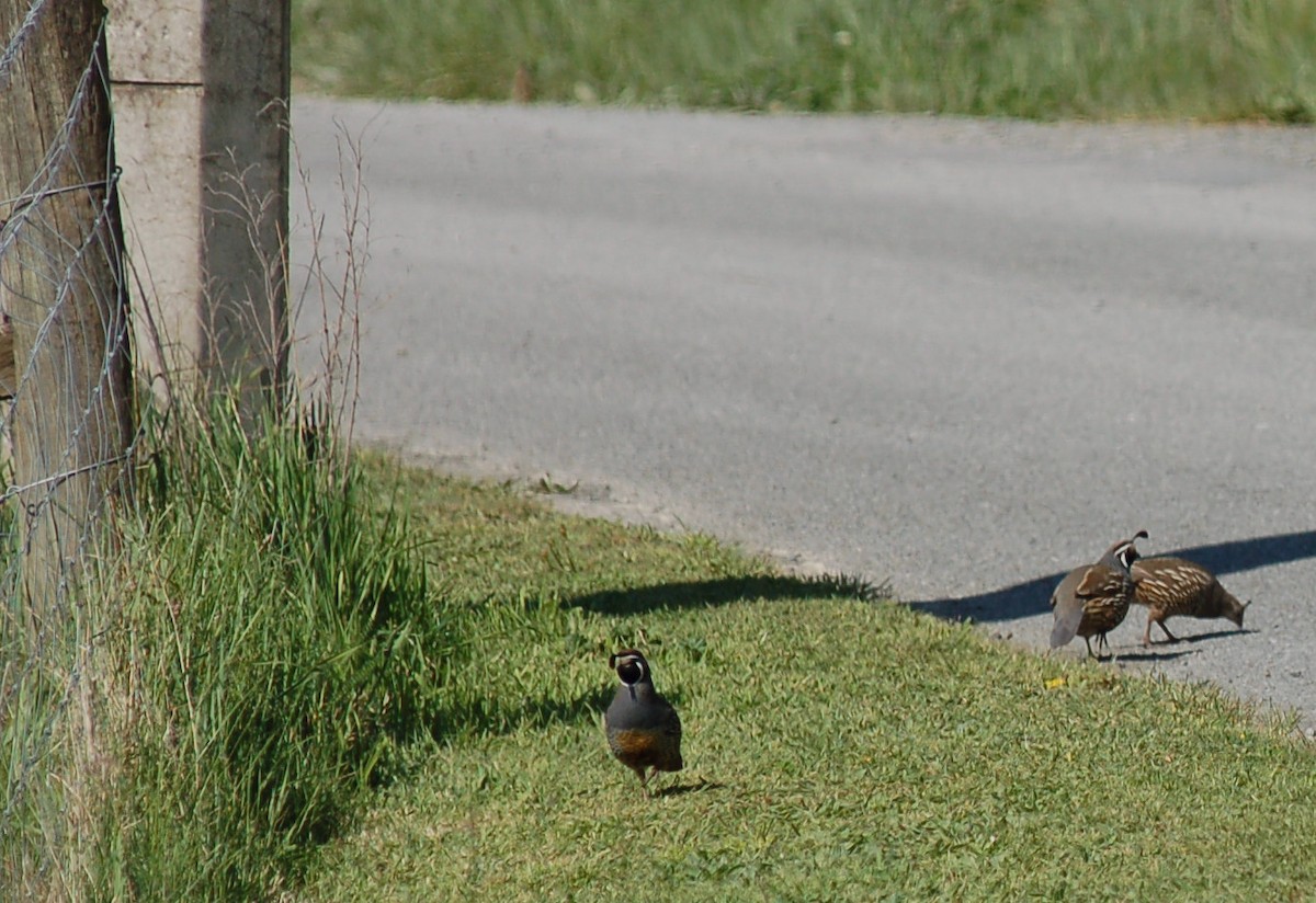 California Quail - Robin Corcoran