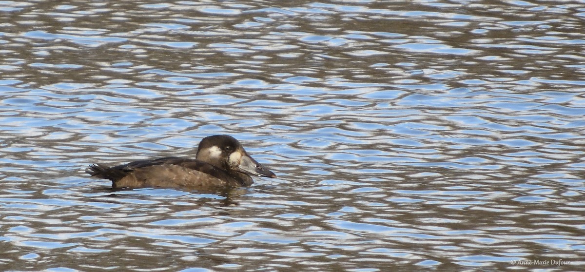 Surf Scoter - ML122870381