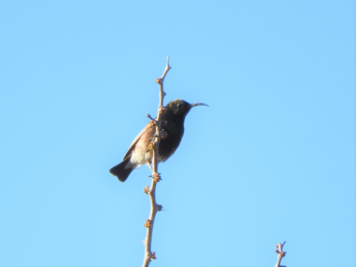 Dusky Sunbird - ML122872641