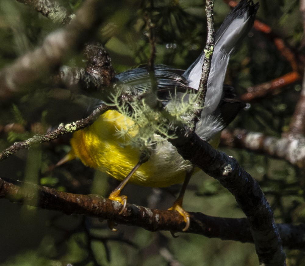 Tropical Parula (Middle American) - ML122872741