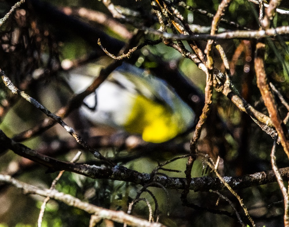 Tropical Parula (Middle American) - ML122872781