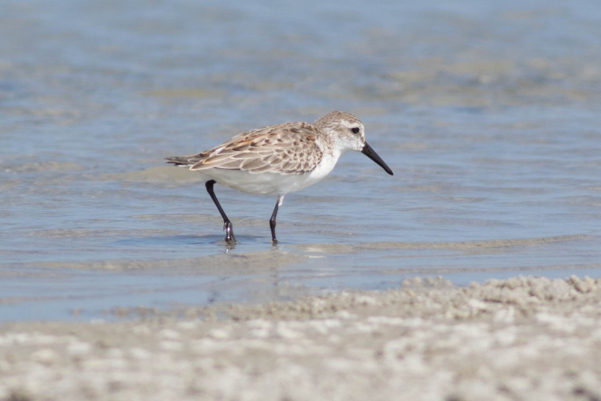 Western Sandpiper - ML122873521