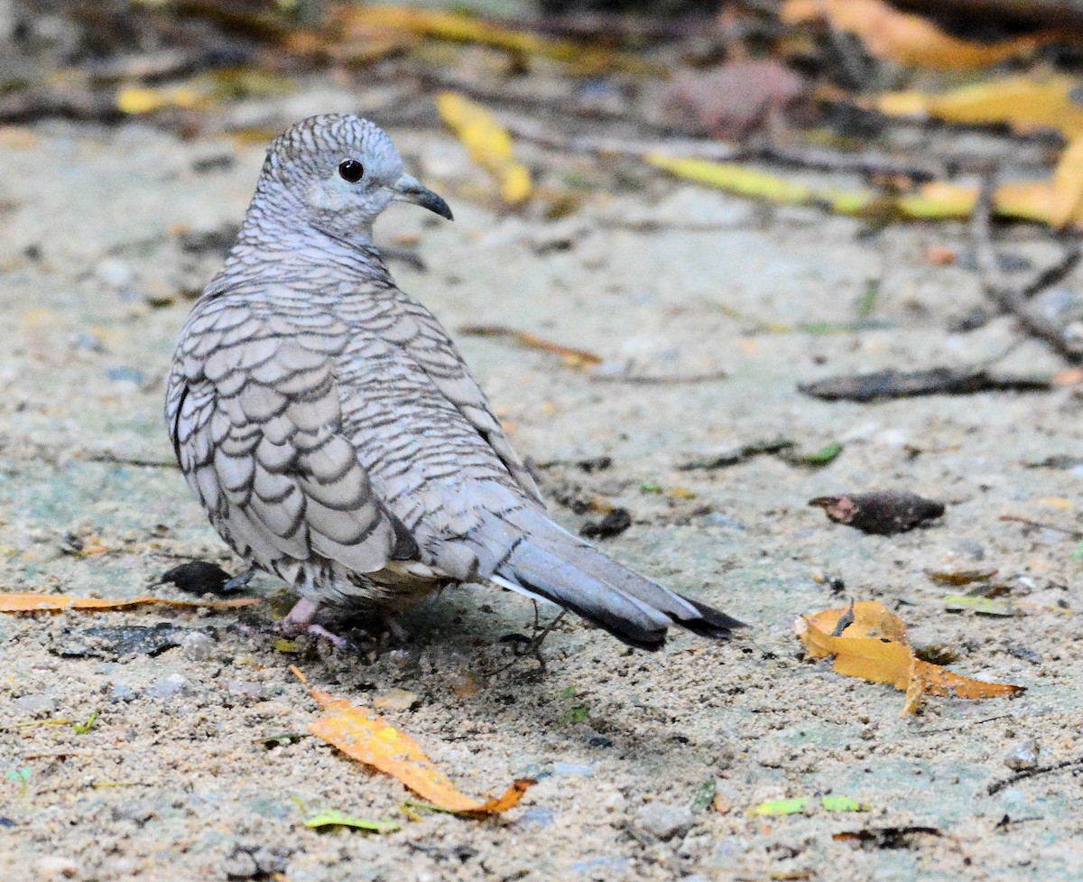 Inca Dove - Kenneth Butler