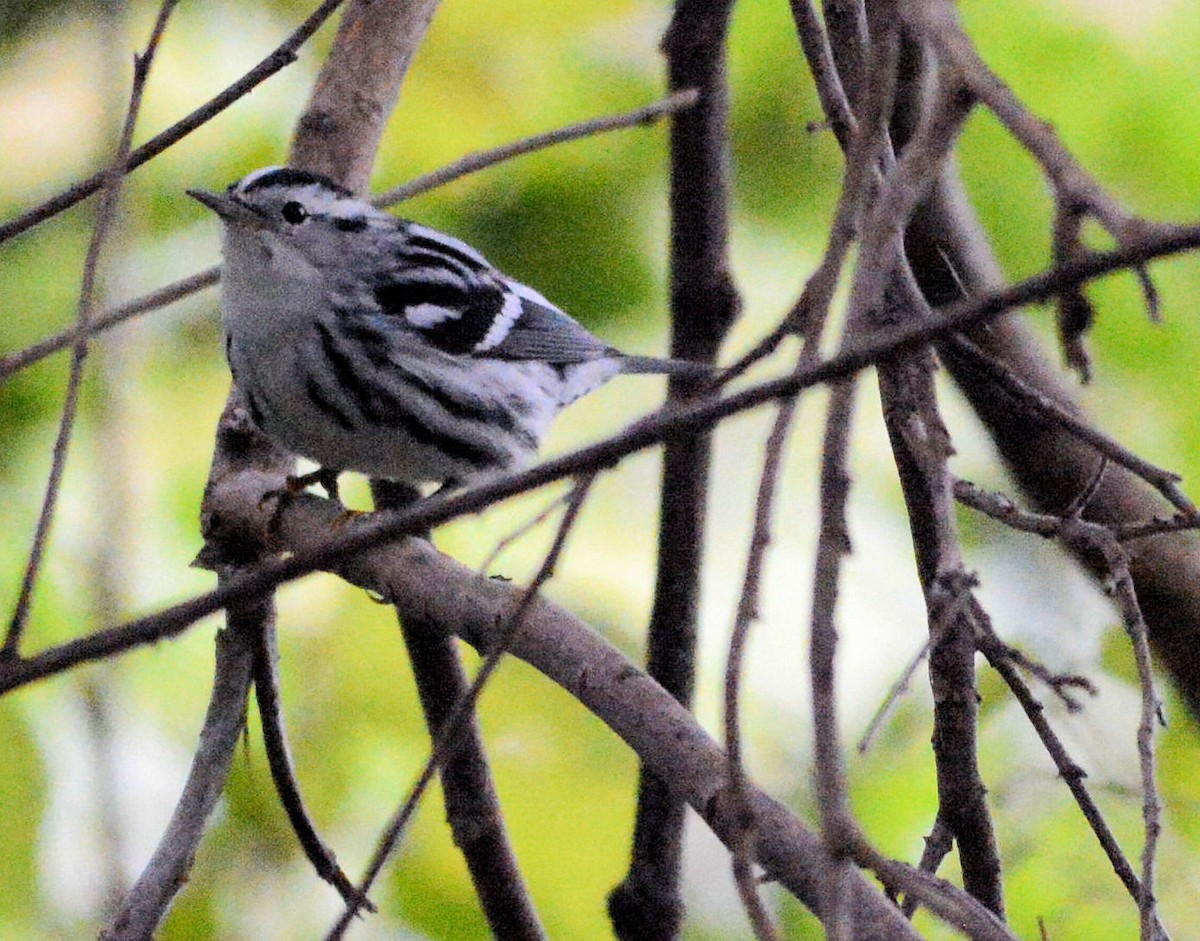 Black-and-white Warbler - ML122874111