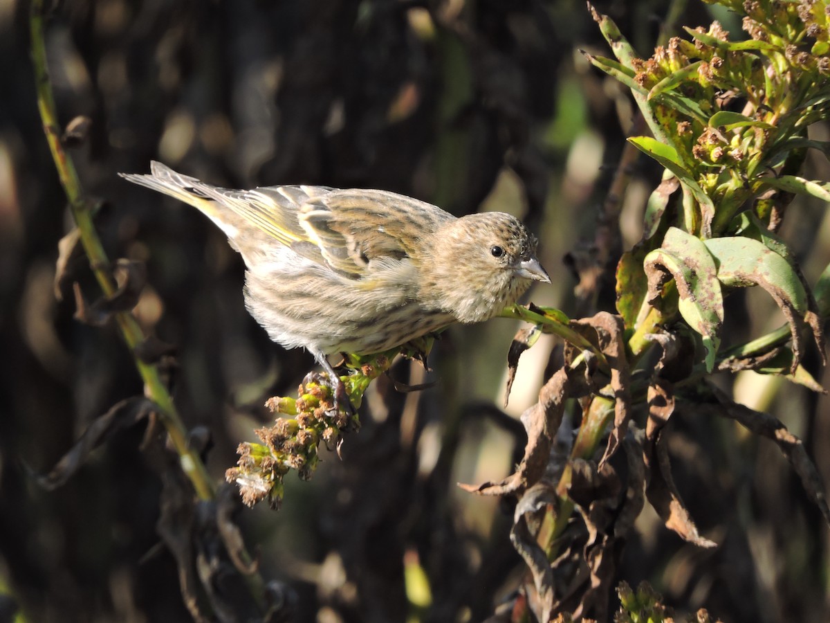 Pine Siskin - ML122874881