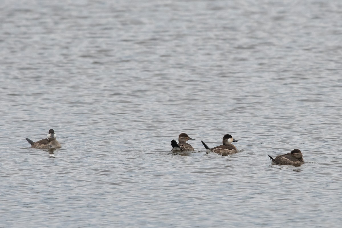 kobberand - ML122875651