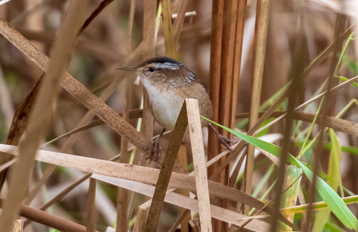 Marsh Wren - John Hannan