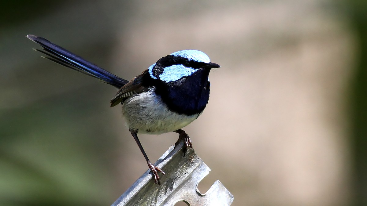 Superb Fairywren - Alan Melville