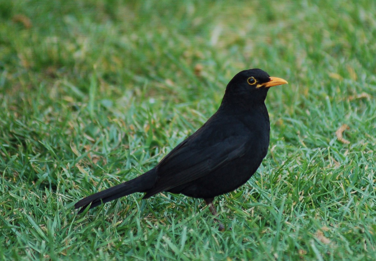 Eurasian Blackbird - ML122880961