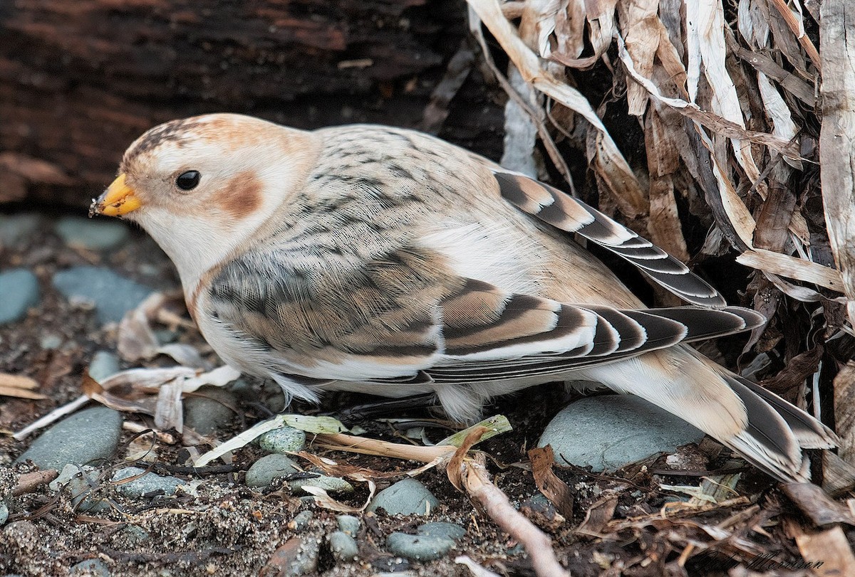 Snow Bunting - ML122883351