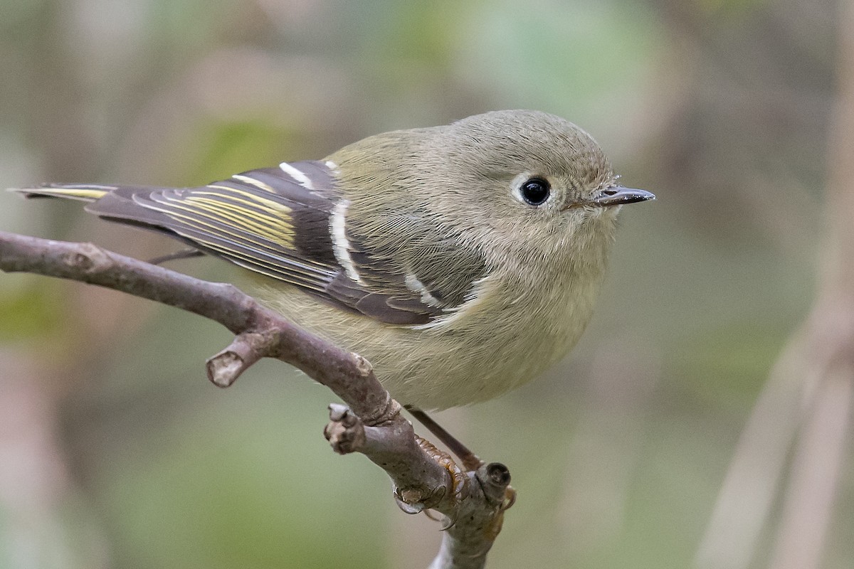 Ruby-crowned Kinglet - ML122886261