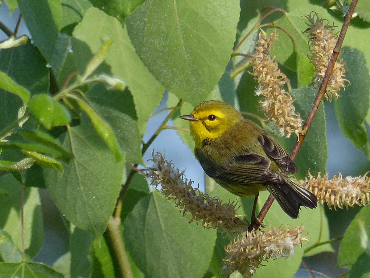 Prairie Warbler - ML122887531